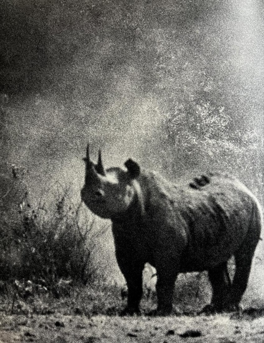 Peter Hill Beard, Rhino, 1960s: Photographer: Peter Hill Beard (January 22, 1938 – March 31 / April 19, 2020) was an American artist, photographer, diarist, and writer who lived and worked in New York City, Montauk and Kenya. His