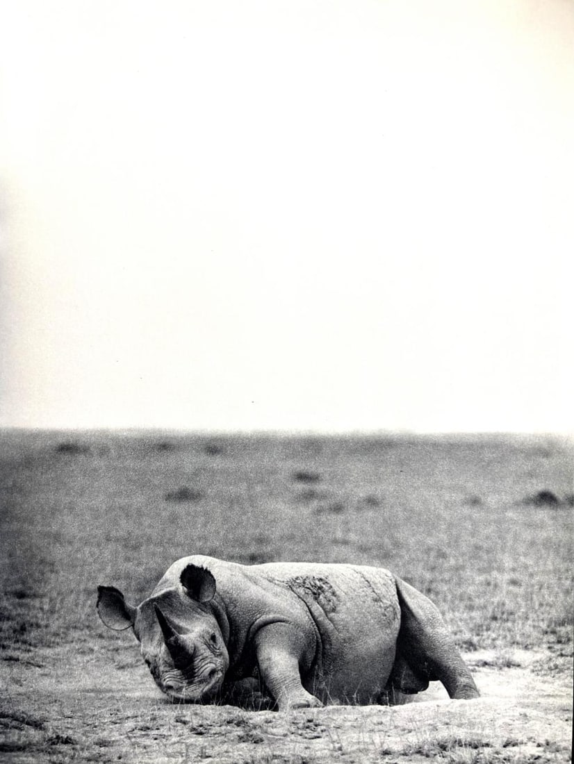 Peter Hill Beard, Rhino, Like A Demobilized Tank, 1960s: Photographer: Peter Hill Beard (January 22, 1938 – March 31 / April 19, 2020) was an American artist, photographer, diarist, and writer who lived and worked in New York City, Montauk and Kenya. His