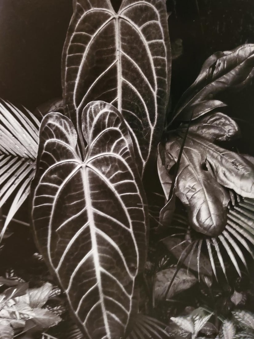 Brett Weston, Leaves, Hilo 1979 (1 of 1)