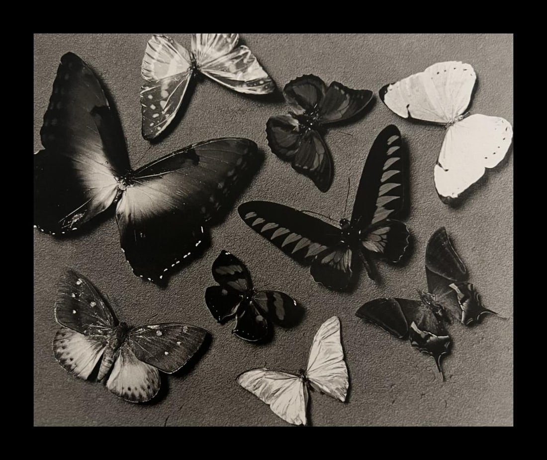 Man Ray, Butterflies (Original In Color), 1930-1935 (1 of 1)