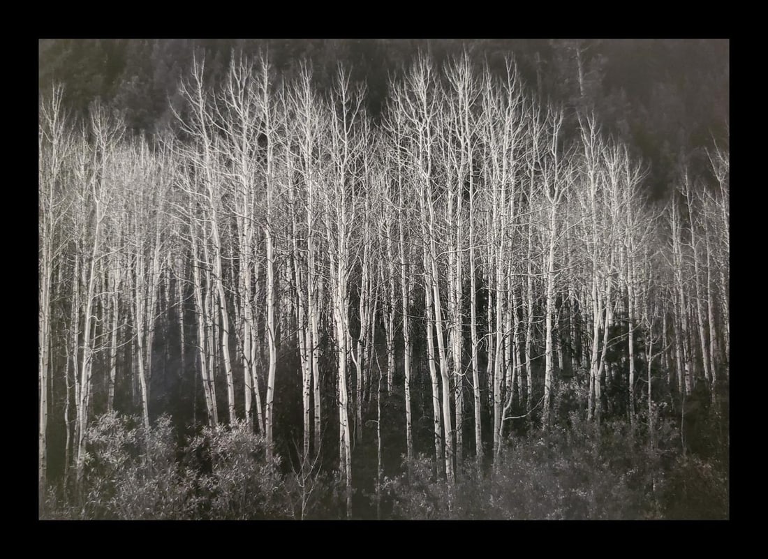 Ansel Adams, Aspens, Dawn, Autumn, Dolores River Canyon, Colorado, 1937: Photographer: Ansel Adams (American, 1902 - 1984) - Internationally renowned American photographer. One of the most influential artists in photographic history. Title: "Aspens, Dawn, Autumn, Dolores R