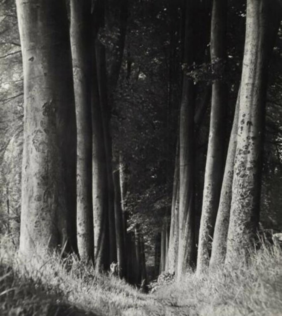 Man Ray, Undergrowth, 1930 first edition (1 of 4)