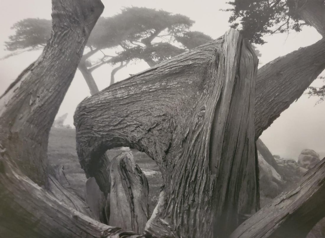 Ansel Adams, Cypress and Fog, Pebble Beach, California, 1967 (1 of 1)