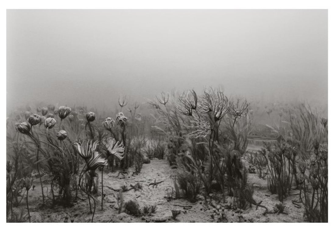Hiroshi Sugimoto, Carboniferous Period, 1992: Description Photographer: Hiroshi Sugimoto is a contemporary Japanese photographer whose esoteric practice explores memory and time. Using the intrinsic quality of long exposure photography, the artis