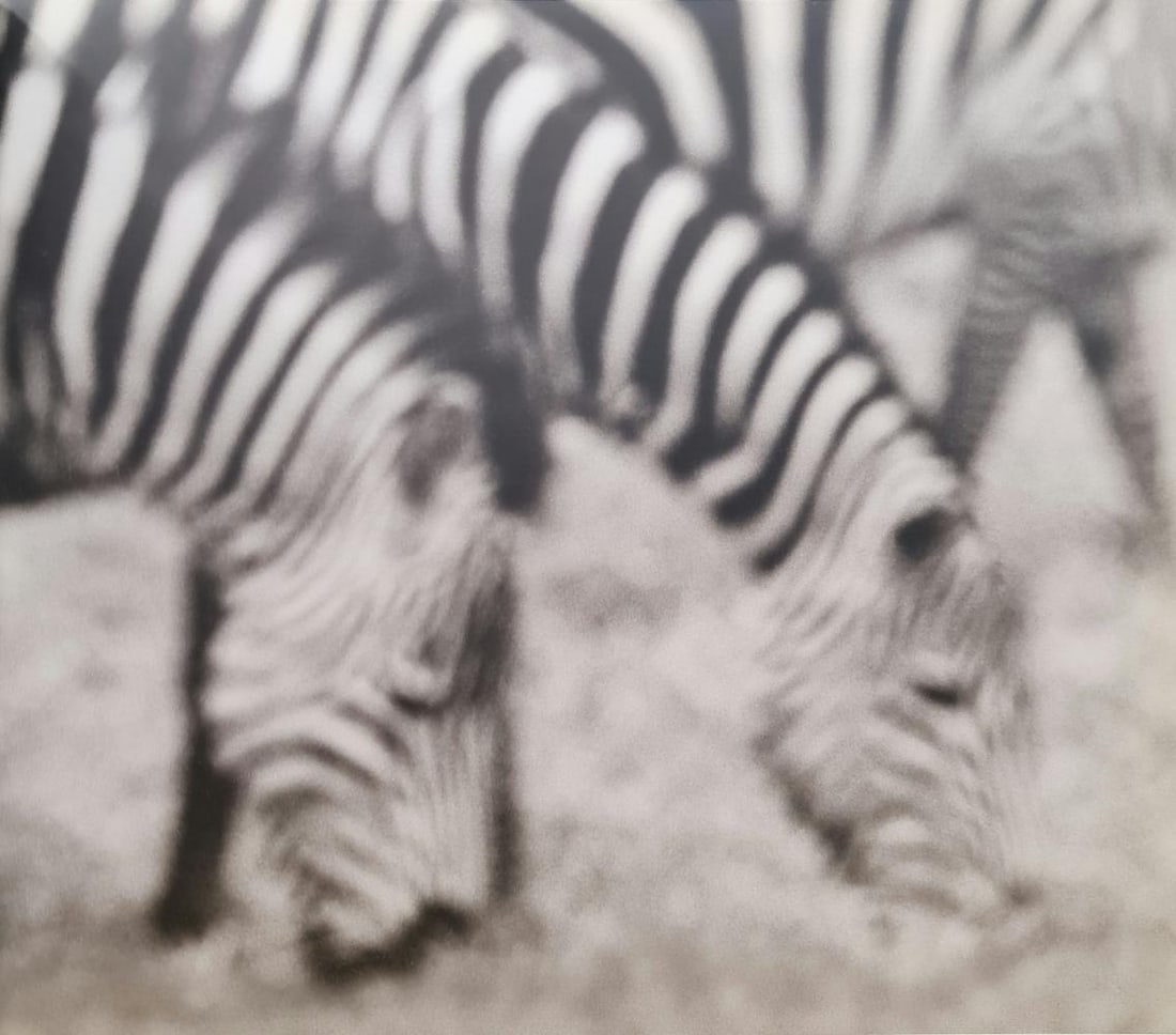 HERB RITTS, ZEBRAS GRAZING, 1994: Photographer: Herbert "Herb" Ritts (American, 1952 - 2002) - renowned fashion, art and celebrity photographer. Subject: Zebras Grazing Type Of Print: Fine Duotone Photo Engraving Date Of Print: 1994 P