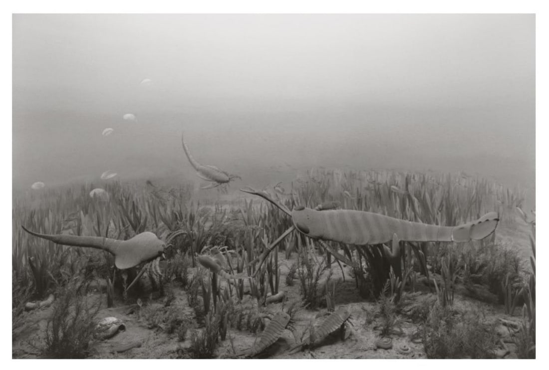 Hiroshi Sugimoto, Silurian Period, 1992, Limited Edition Of 360 (1 of 1)