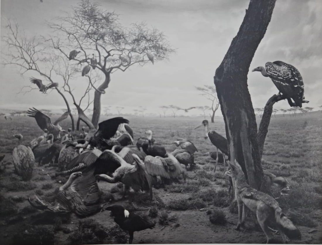 HIROSHI SUGIMOTO, HYENA - JACKAL - VULTURE, 1976: Subject: Hiroshi Sugimoto, Hiroshi Sugimoto, Hyena - Jackal - Vulture Type: Sheet-fed Photograuvere Year: 2005 Publisher: Hatje Cantz Verlag Size: 8.5" x 6.5" Country of Origin: Japan Condition: Excel
