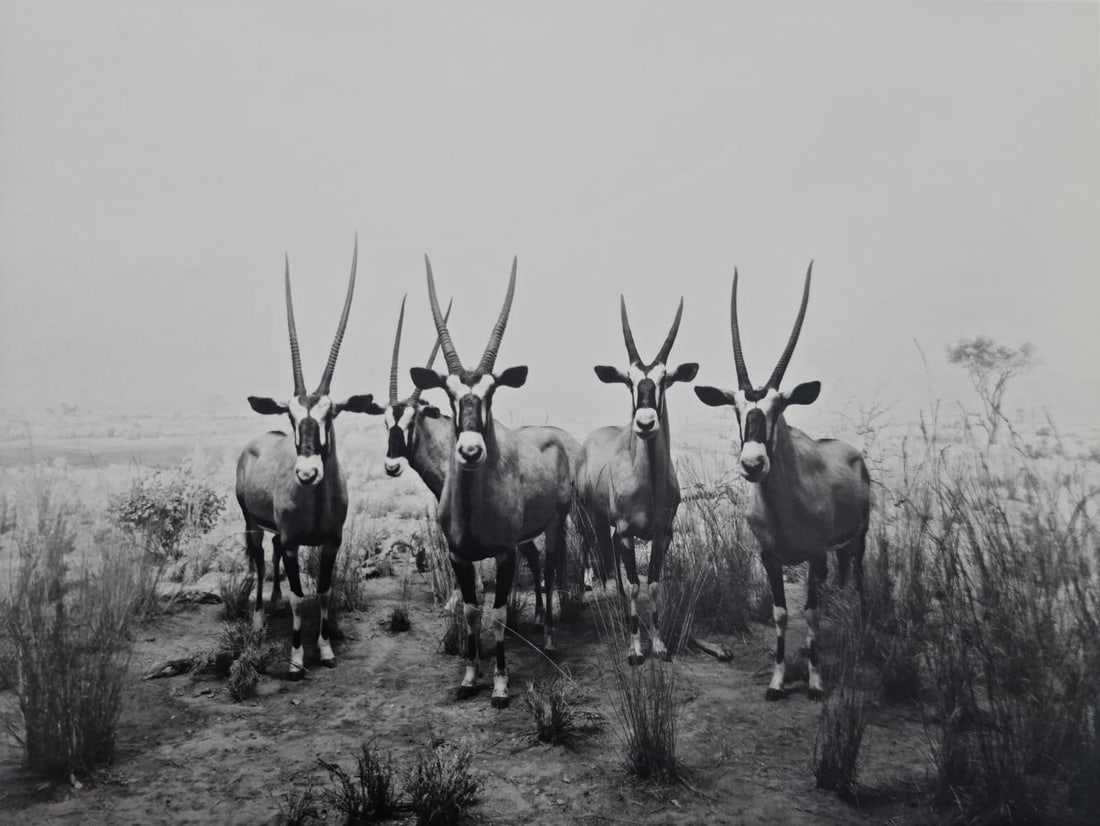HIROSHI SUGIMOTO, GEMSBOK, 1980 (1 of 1)