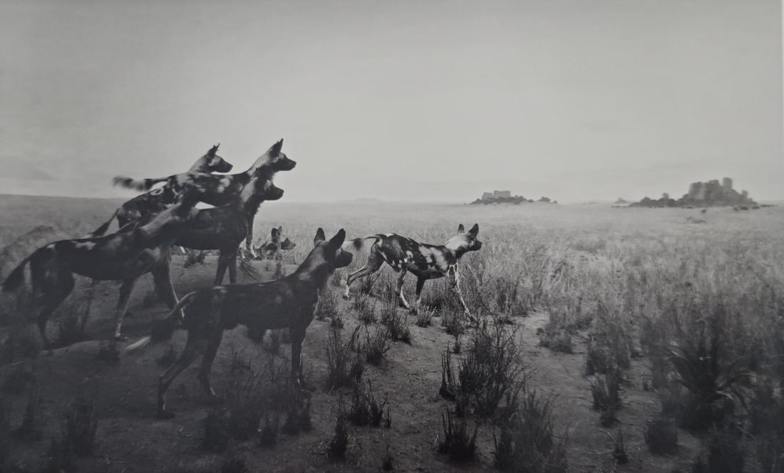 HIROSHI SUGIMOTO, HUNTING DOG, 1980 (1 of 1)