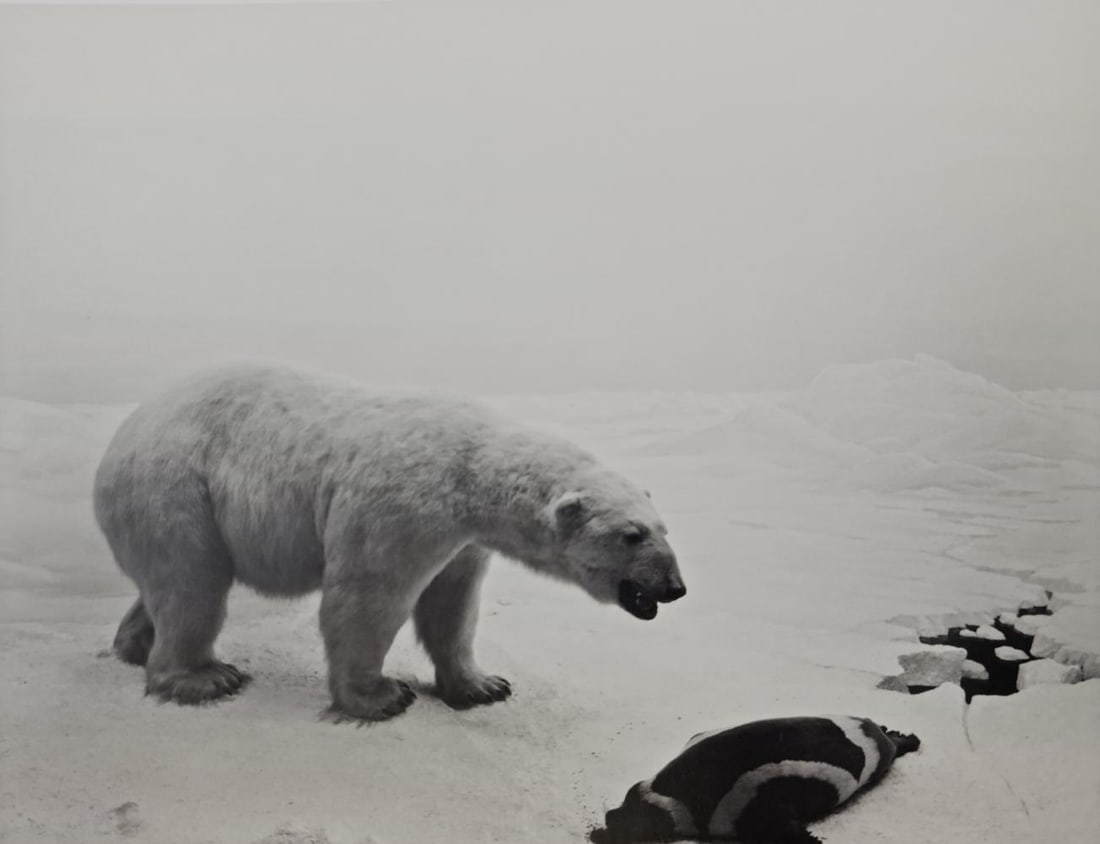Hiroshi Sugimoto, Polar Bear, 1976: Subject: Hiroshi Sugimoto, Polar Bear Type: Sheet-fed Photograuvere Year: 2005 Publisher: Hatje Cantz Verlag Size: 8.5" x 6.5" Country of Origin: Japan Condition: Excellent