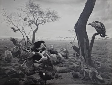 Hiroshi Sugimoto, Hyena - Jackal - Vulture, 1976