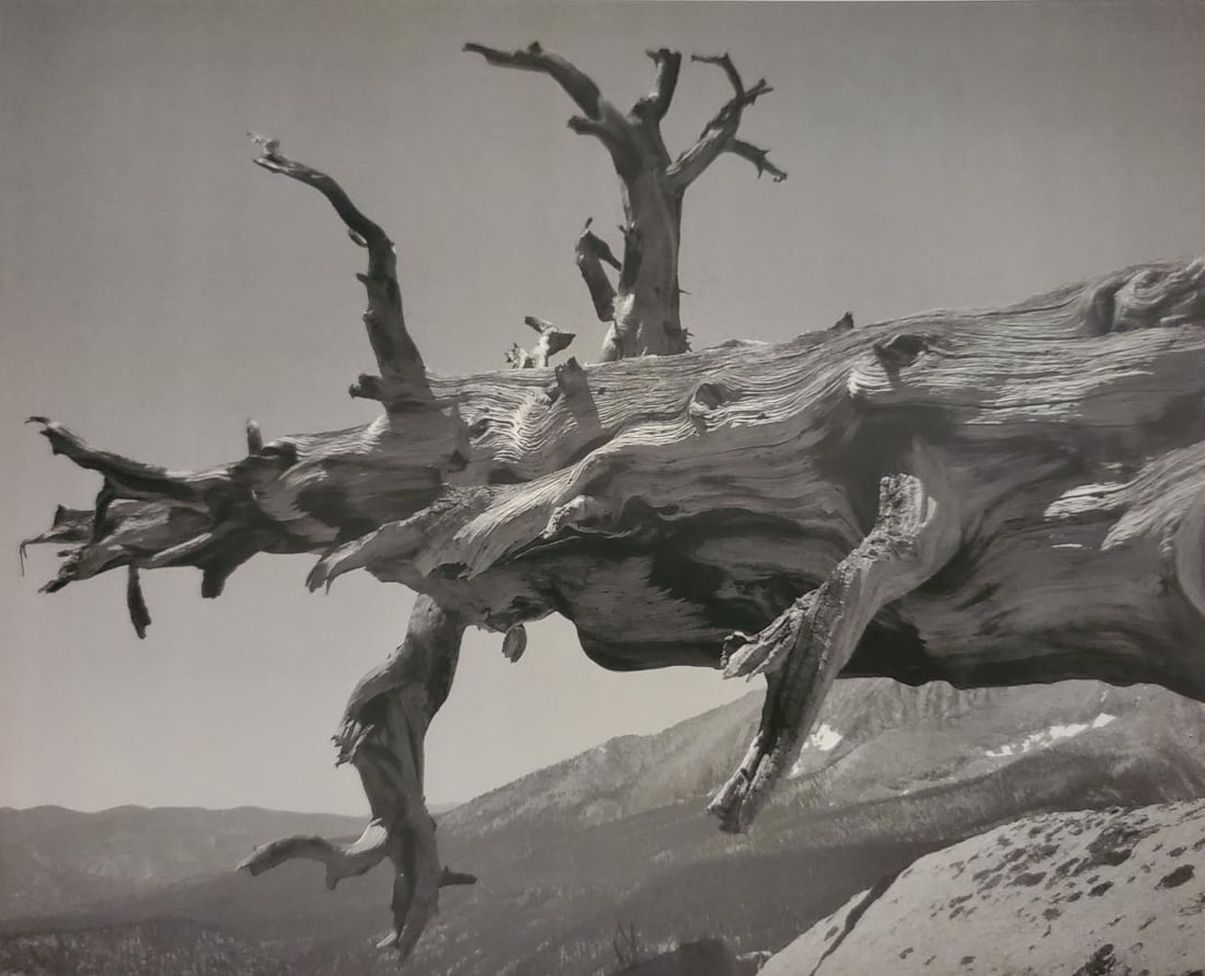 Ansel Adams, Fallen Tree, Kern River Canyon, Sequoia National Park, California, C. 1935 (1 of 1)