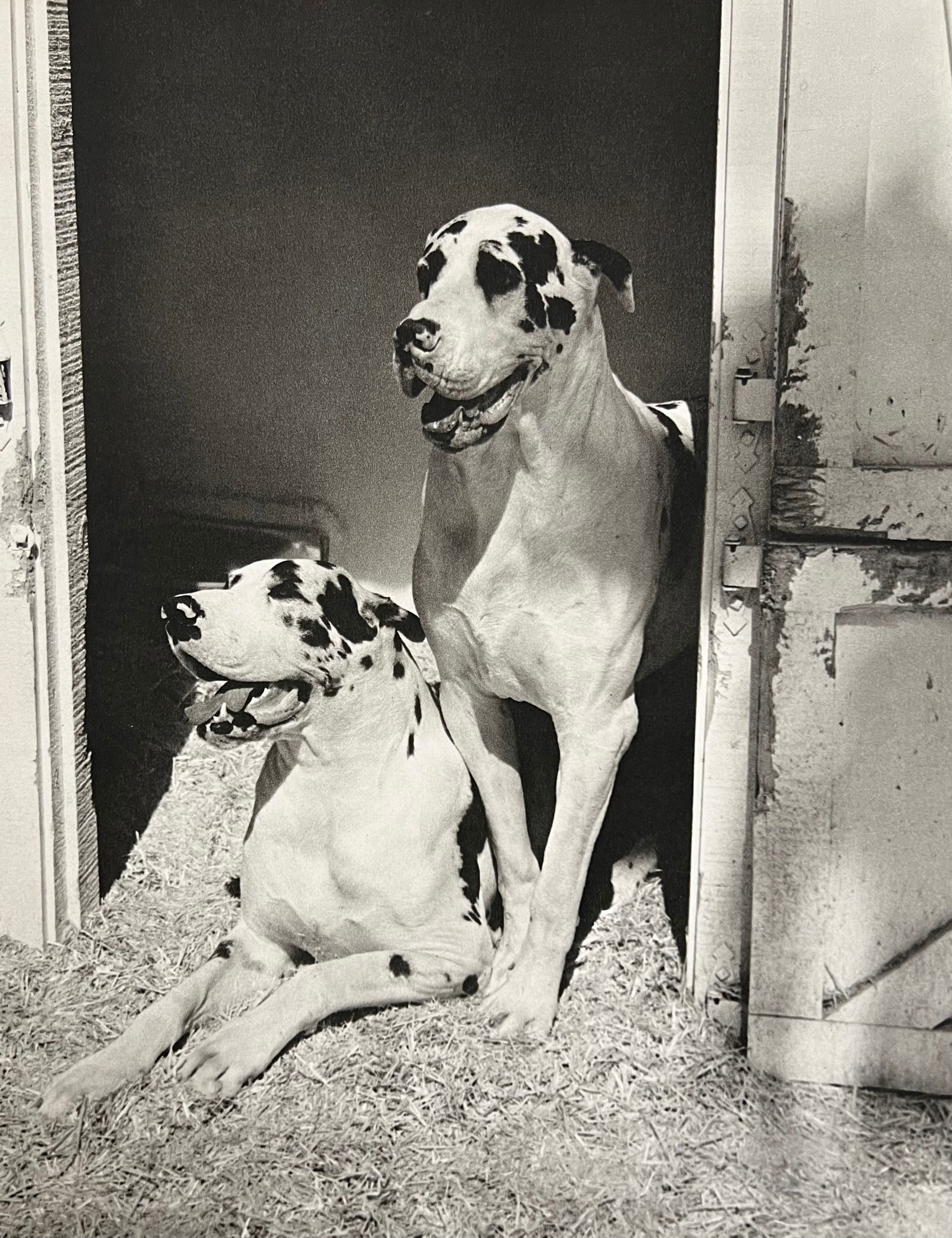 Bruce Weber, Untitled, 1988 - 11: Photographer: Bruce Weber (American, b. 1946) - internationally renowned American fashion photographer best known for his racy, erotically charged imagery. Weber has shot the ad campaigns of Calvin Kl