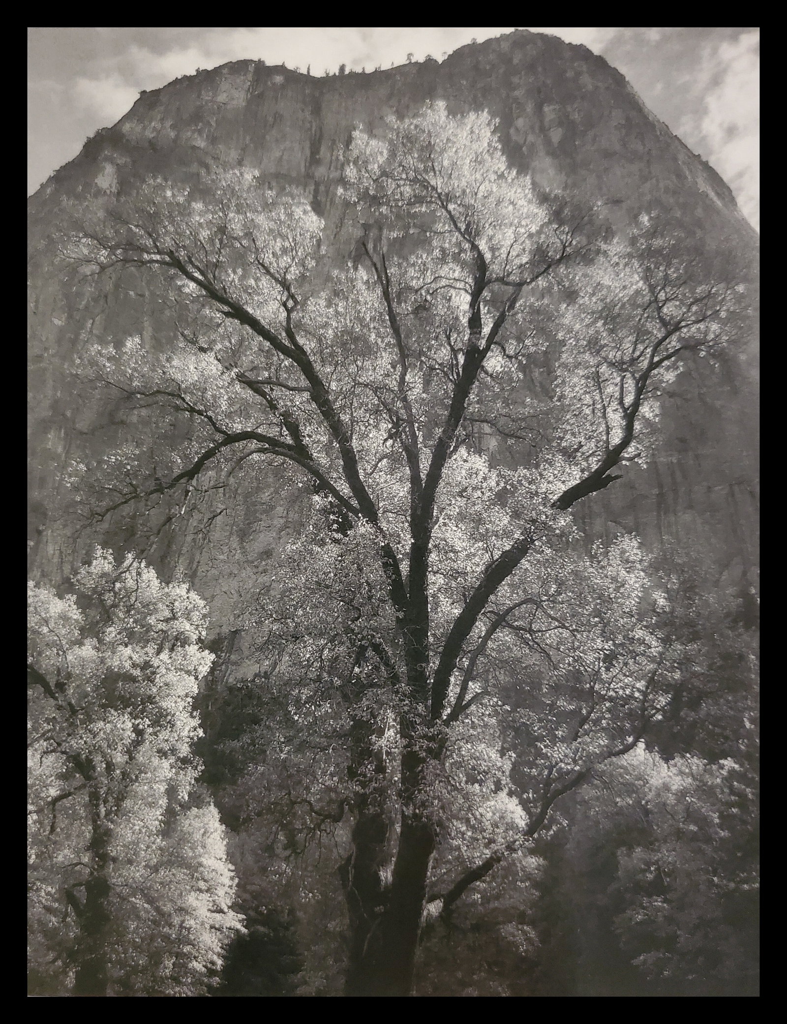 Ansel Adams, Autumn Tree Against Cathedral Rocks, Yosemite National Park, California, C. 1944: Photographer: Ansel Adams (American, 1902 - 1984) - Internationally renowned American photographer. One of the most influential artists in photographic history. Title: "Autumn Tree Against Cathedral R