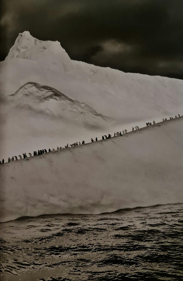 Sebastiao Salgado, Chinstrap penguins on an iceberg, South Sandwich Islands, South Georgia, 2009: Photographer: Sebastiao Ribeiro Salgado Junior is a Brazilian social documentary photographer and photojournalist. He has traveled to over 120 countries for his photographic projects. Most of these ha