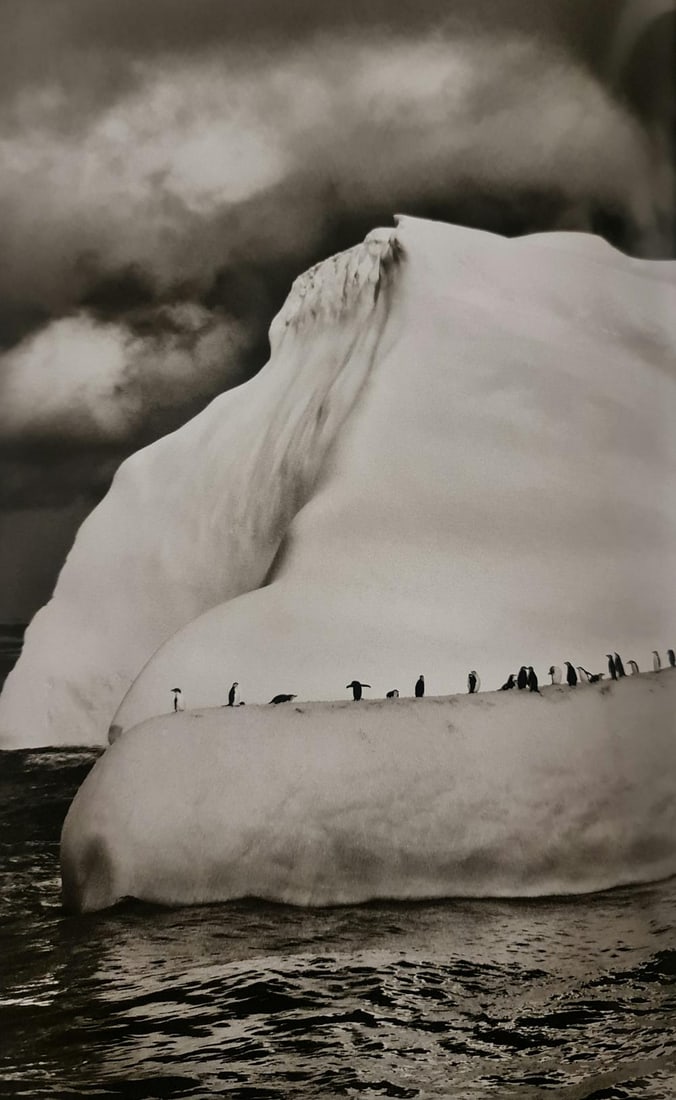Sebastiao Salgado, Chinstrap penguins on an iceberg, South Sandwich Islands, South Georgia, 2009: Photographer: Sebastiao Ribeiro Salgado Junior is a Brazilian social documentary photographer and photojournalist. He has traveled to over 120 countries for his photographic projects. Most of these ha