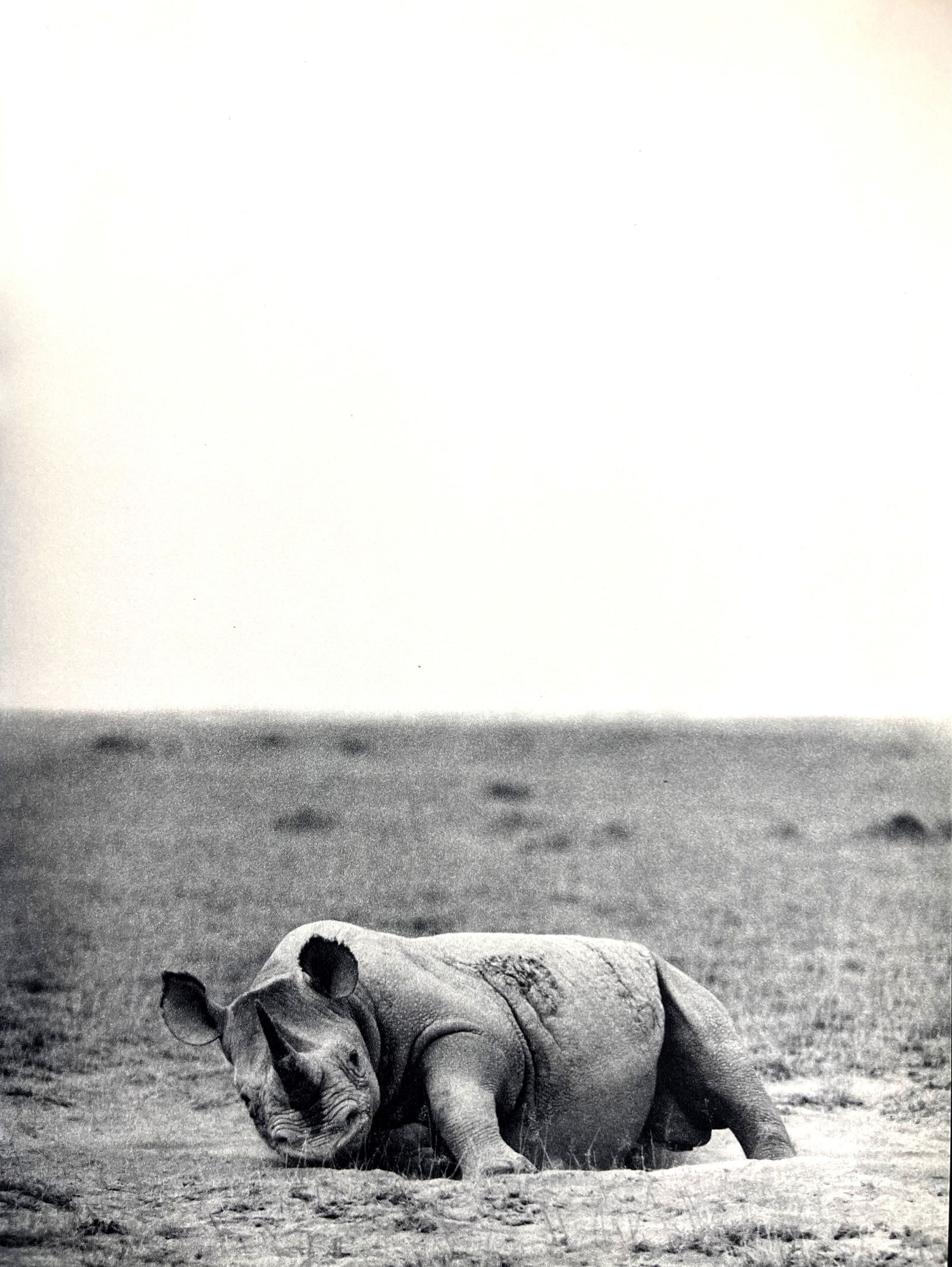 Peter Hill Beard, Rhino, Like A Demobilized Tank, 1960s: Photographer: Peter Hill Beard (January 22, 1938 – March 31 / April 19, 2020) was an American artist, photographer, diarist, and writer who lived and worked in New York City, Montauk and Kenya. His