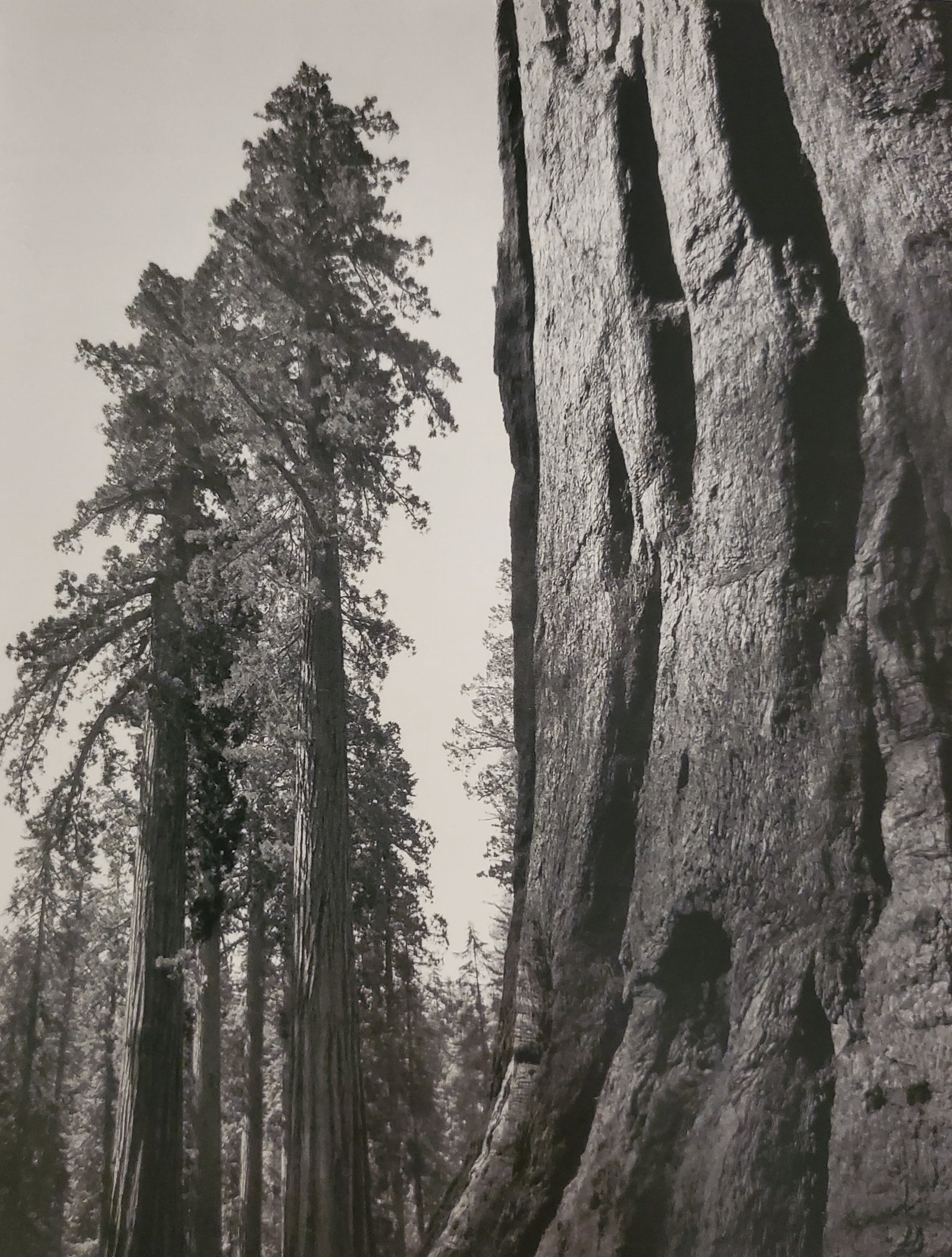 Ansel Adams, Giant Sequoias, Yosemite National Park, California, C. 1944: Photographer: Ansel Adams (American, 1902 - 1984) - Internationally renowned American photographer. One of the most influential artists in photographic history. Title: "Giant Sequoias, Yosemite Nation