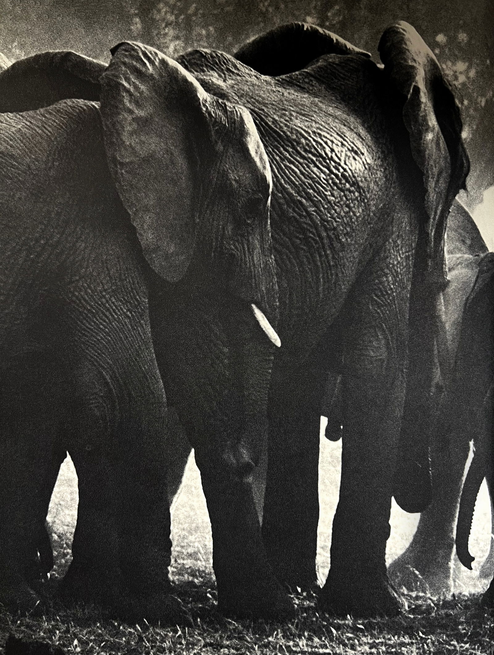 Peter Hill Beard, Noble Retreat, 1960S: Photographer: Peter Hill Beard (January 22, 1938 – March 31 / April 19, 2020) was an American artist, photographer, diarist, and writer who lived and worked in New York City, Montauk and Kenya. His