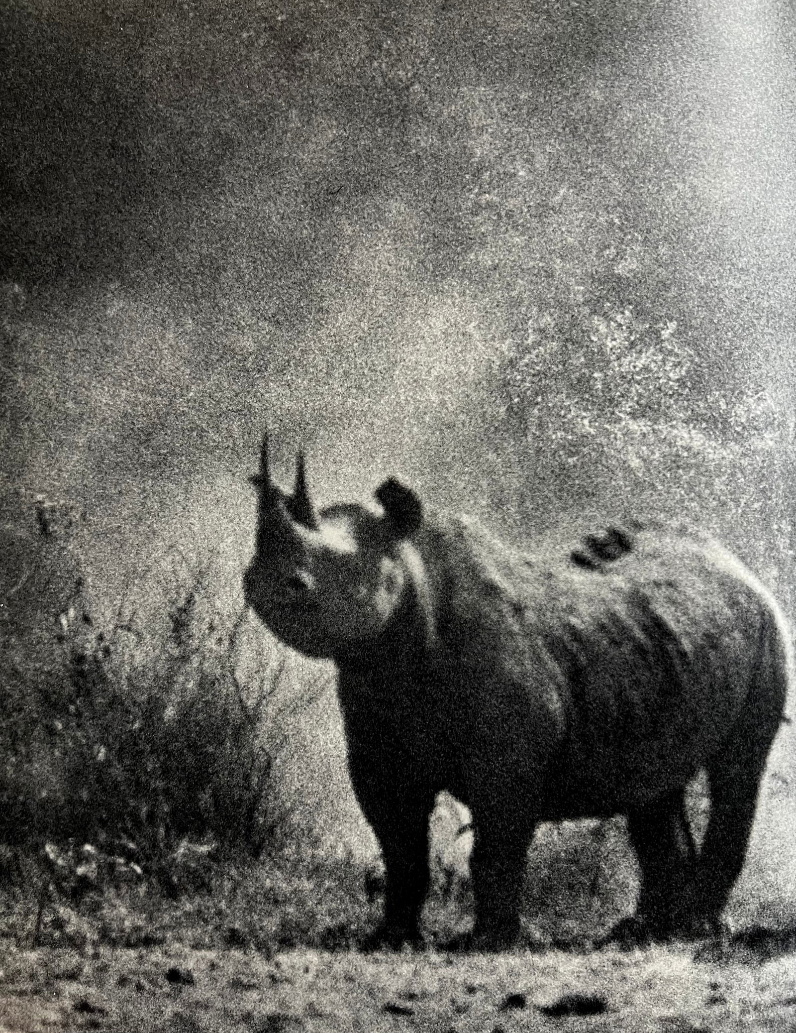 Peter Hill Beard, Rhino, 1960S: Photographer: Peter Hill Beard (January 22, 1938 – March 31 / April 19, 2020) was an American artist, photographer, diarist, and writer who lived and worked in New York City, Montauk and Kenya. His