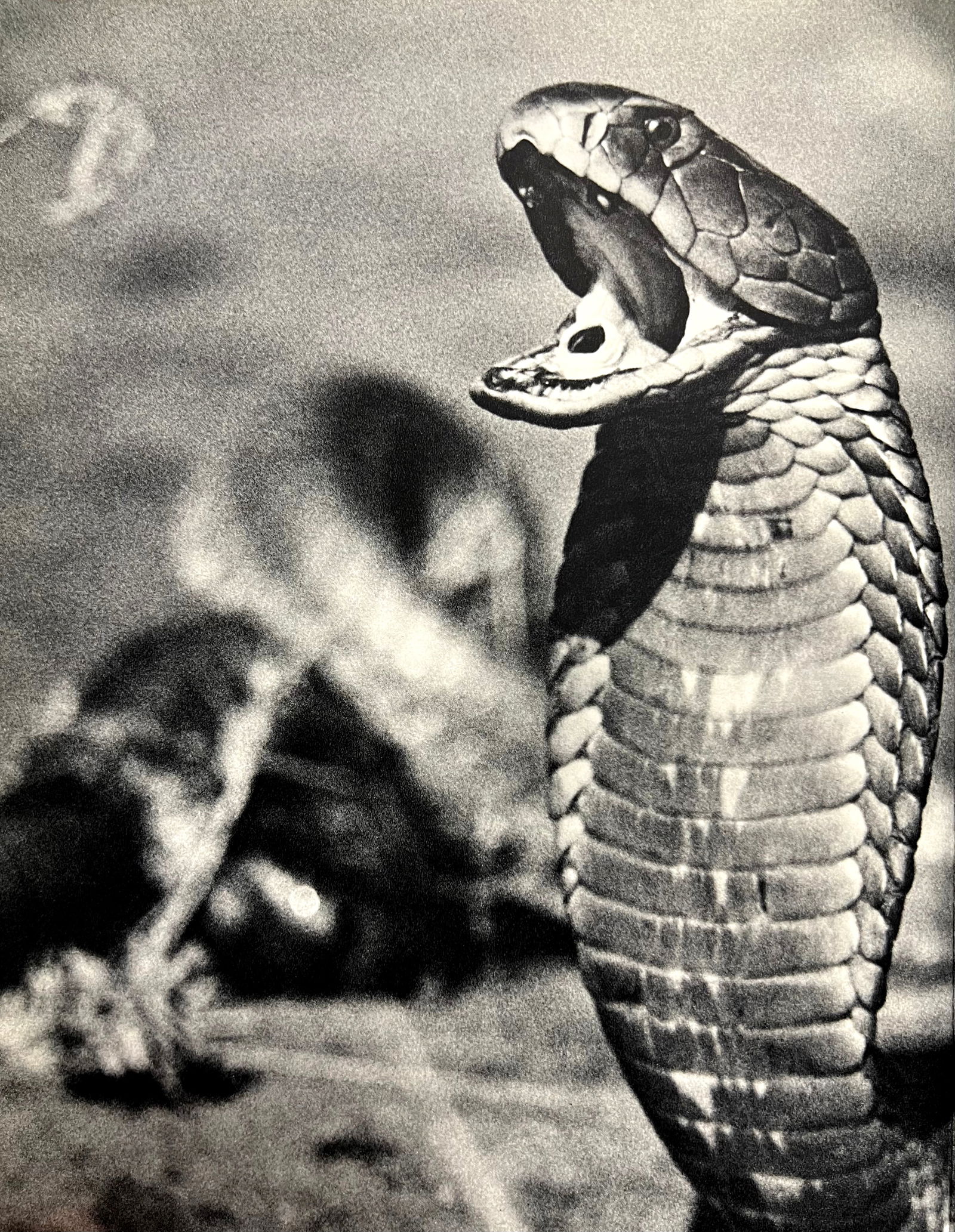 Peter Hill Beard, Spitting Cobra, Mortally Wounded, Ever Vengeful, 1960S: Photographer: Peter Hill Beard (January 22, 1938 – March 31 / April 19, 2020) was an American artist, photographer, diarist, and writer who lived and worked in New York City, Montauk and Kenya. His