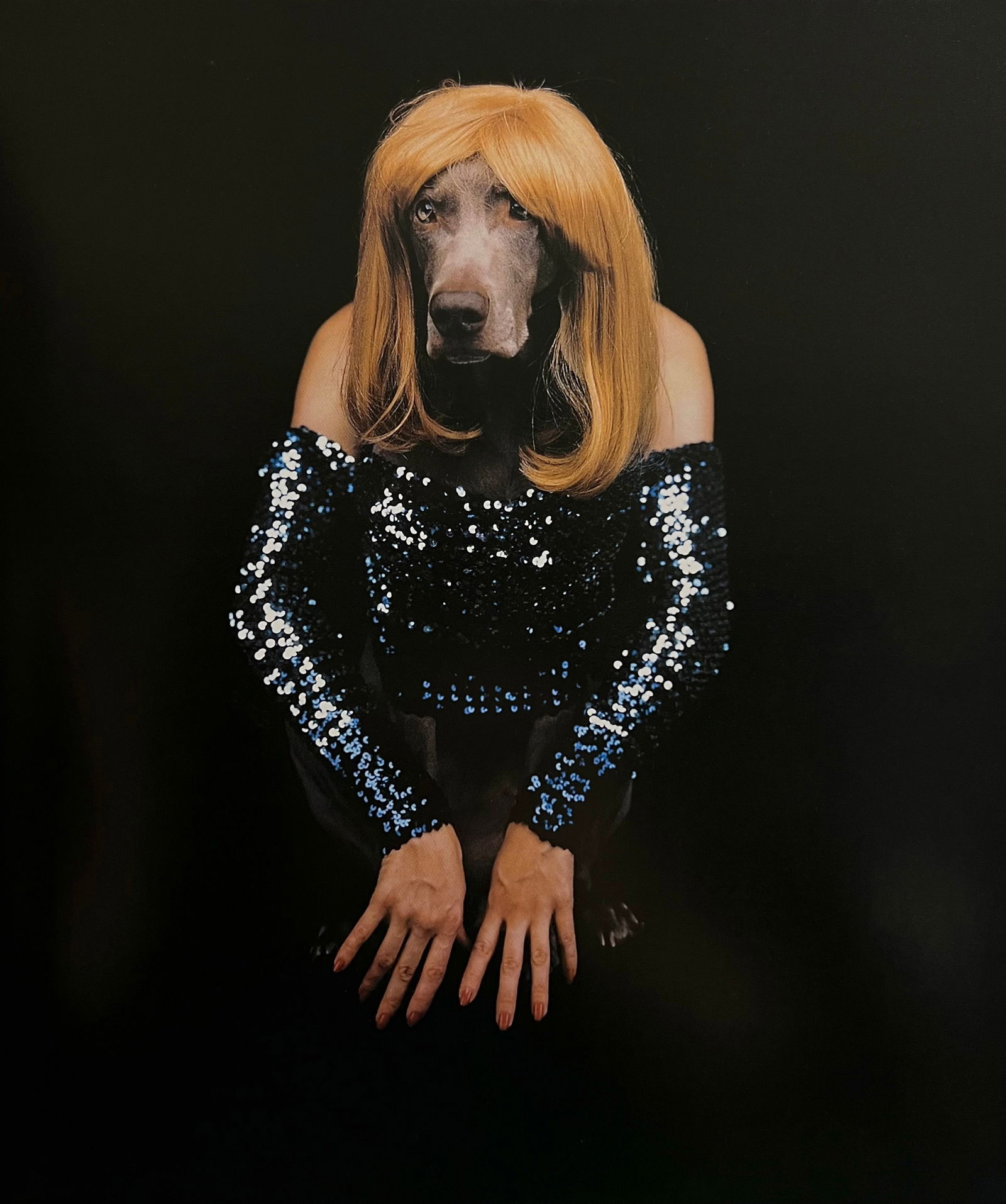 William Wegman, Miss Mythical, 1994 (1 of 1)