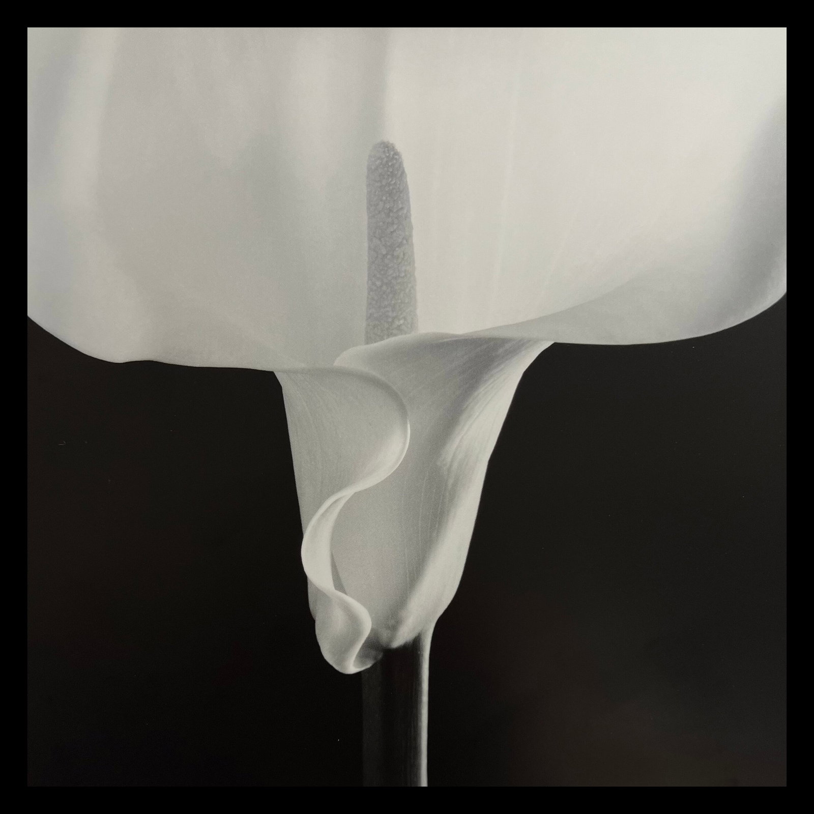 Robert Mapplethorpe, Calla Lily, 1988 (1 of 1)
