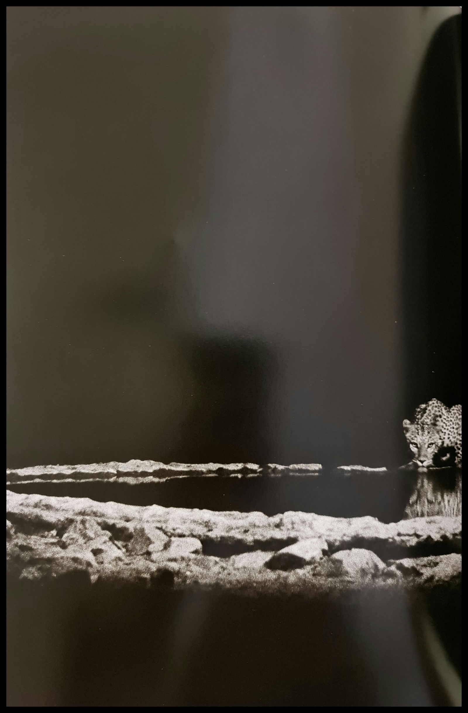 Sebastiao Salgado, A leopard in the Barab River Valley, Damaraland, Namibia, 2005: Photographer: Sebastiao Ribeiro Salgado Junior is a Brazilian social documentary photographer and photojournalist. He has traveled to over 120 countries for his photographic projects. Most of these ha