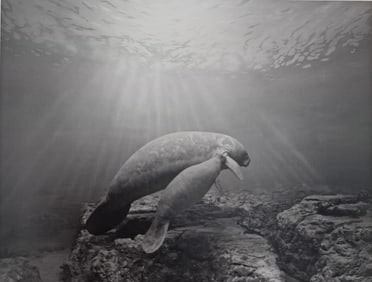 Hiroshi Sugimoto, Manatee, 1994