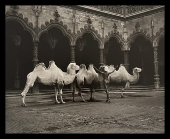 Marc Lagrange, The Magic Carpet, 2000's