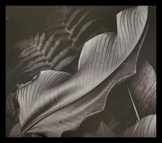 Brett Weston, Leaf, 1979