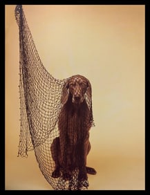 William Wegman, Fishing Net