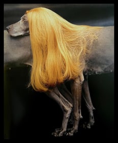 William Wegman, Collie, 1994