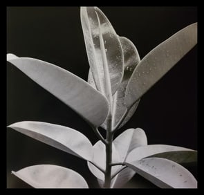 Brett Weston, Leaves, Horisoi Gardens, Hilo 1990