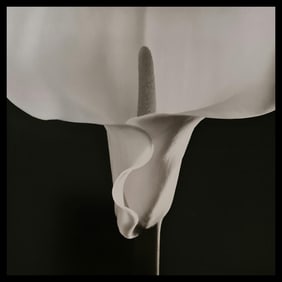 Robert Mapplethorpe, Calla Lilly, 1988