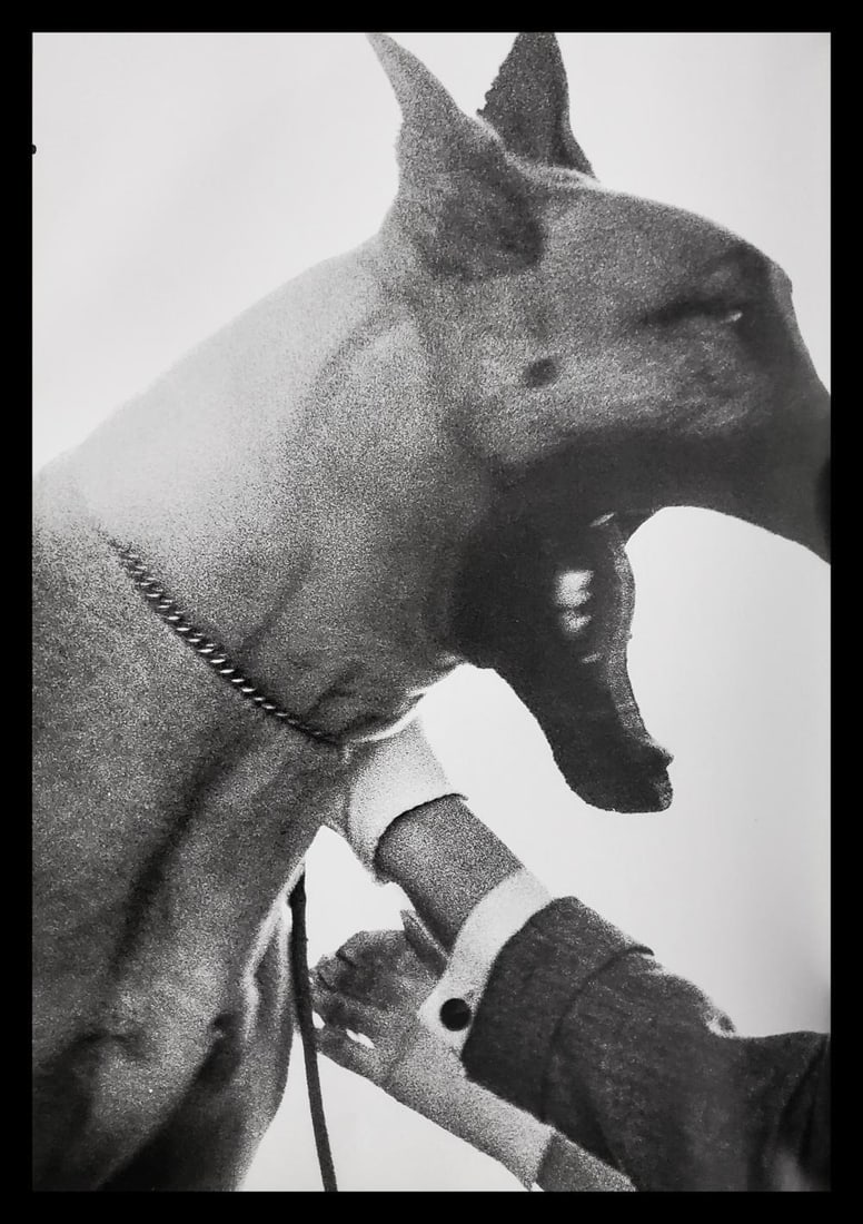 Richard Avedon, Bruno, New York studio, 1949 (1 of 1)