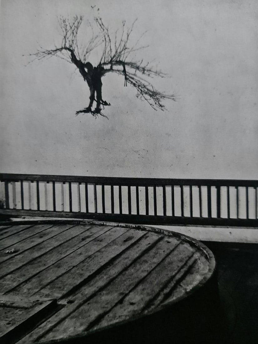 Brassai, Vine Stock in a Wine Cellar, 1955: Photographer: Brassai (pseudonym of Gyula Halász, 1899 – 1984) - historically important Hungarian photographer, sculptor and filmmaker who rose to fame in France. Title: Vine Stock in a Wine Cellar