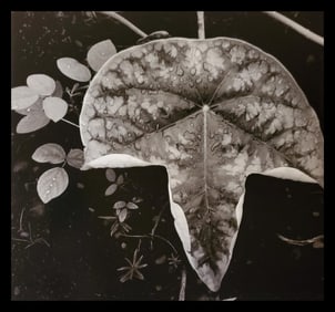 Brett Weston, Leaf 1979