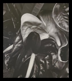 Brett Weston, Leaf, Hilo 1979