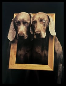 William Wegman, Framed