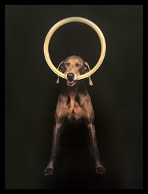 William Wegman, Hoop