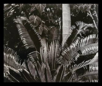 Brett Weston, Leaves, Botanical Garden, Hilo 1989