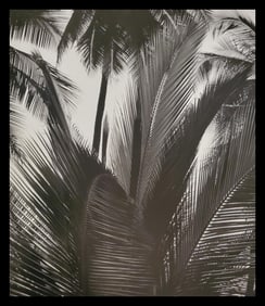 Brett Weston, Palms, Paradise Park 1990