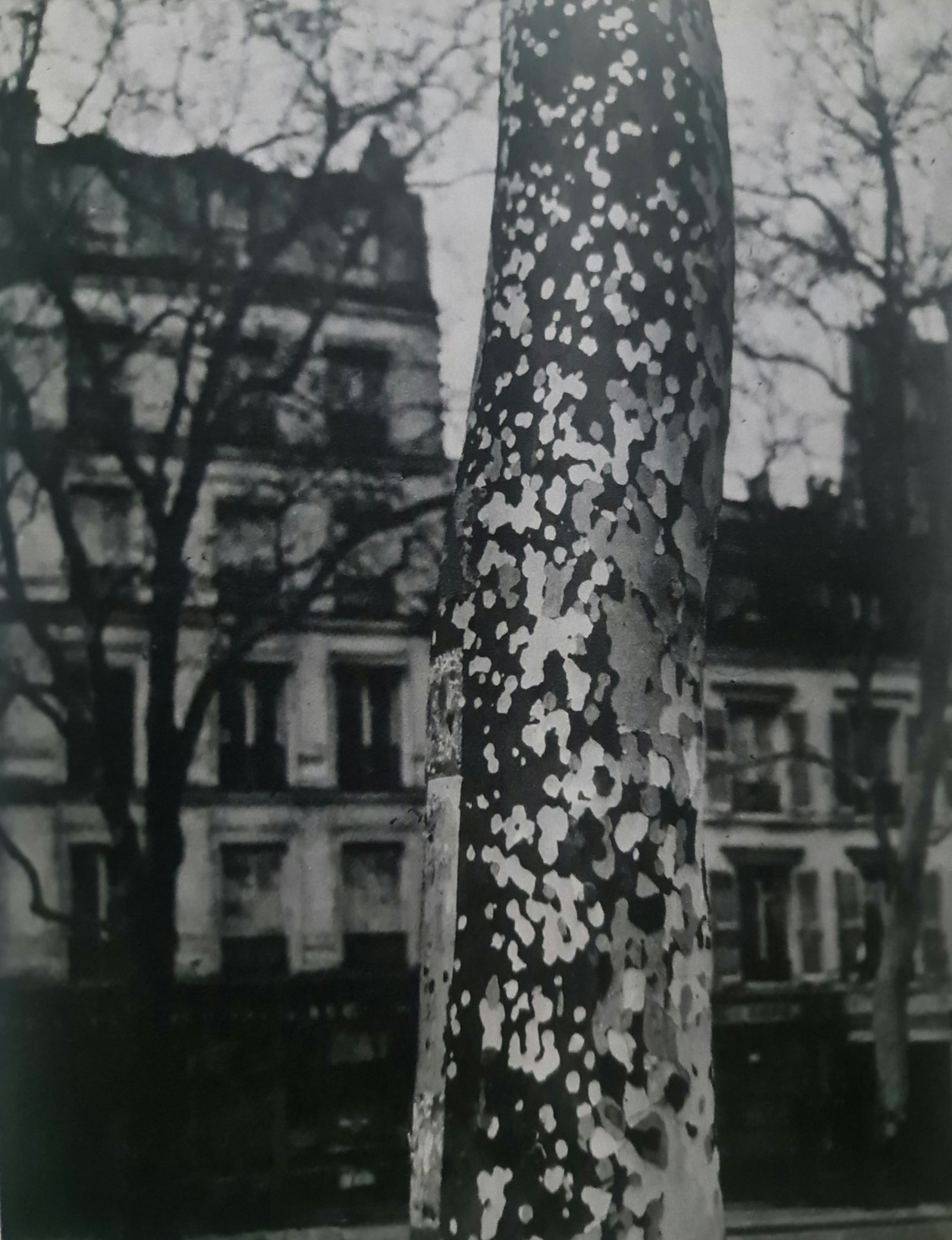 Brassai, Plane Tree, Paris, 1938: Photographer: Brassai (pseudonym of Gyula Halász, 1899 – 1984) - historically important Hungarian photographer, sculptor and filmmaker who rose to fame in France. Title: Plane Tree, Paris Type Of P