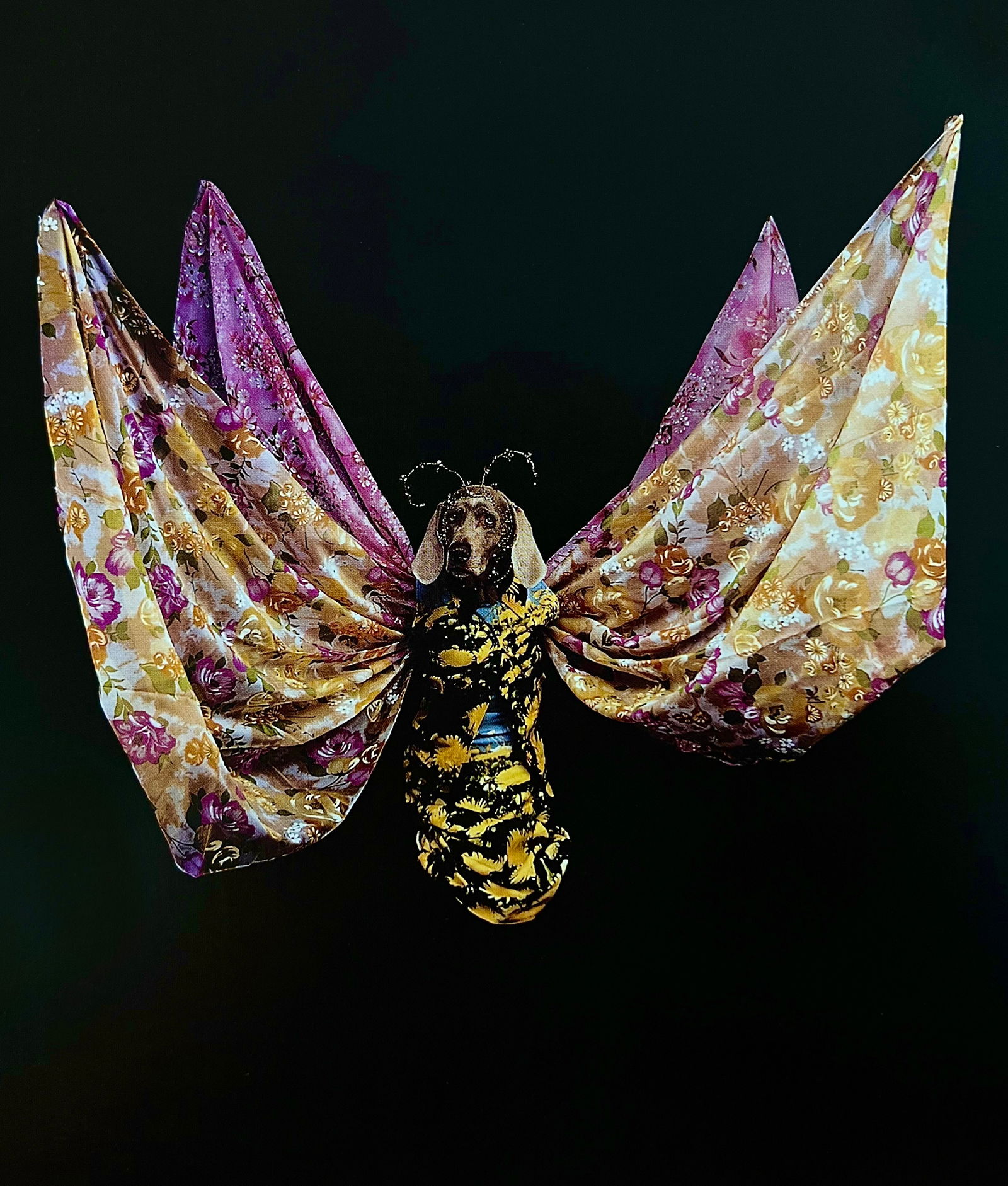 William Wegman, Midsummer Night's Dream, 1999 - 1 (1 of 1)