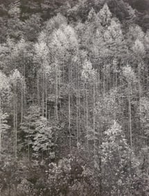 Ansel Adams, Dawn, Autumn, Great Smoky Mountains National Park, Tennessee, 1948