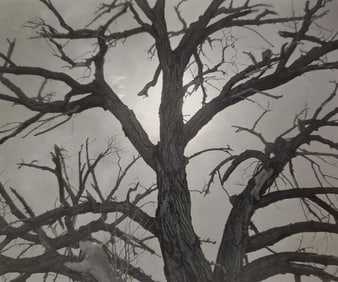 Ansel Adams, Dead Cottonwood Tree, Near Santa Fe, New Mexico, 1961