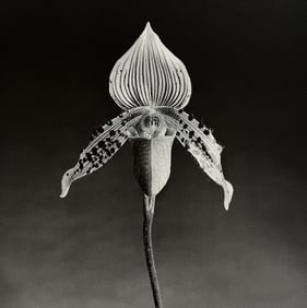 Robert Mapplethorpe, Orchid, 1987