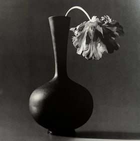Robert Mapplethorpe, Parrot Tulip, 1985