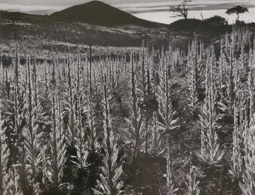 Brett Weston, Slopes of Mauna Kea 1985